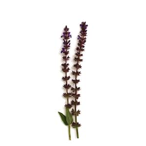 Flowering
