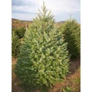 Douglas fir