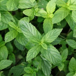 Peppermint Plant