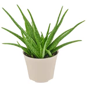 Prepotted