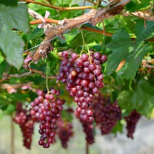 Grape Vine