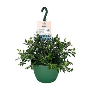 Blueberry Plant