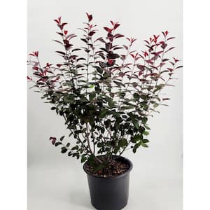 Purple Leaf Sand Cherry