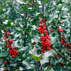 Holly