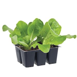 Lettuce Plant