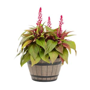 Celosia in Annual Flowers