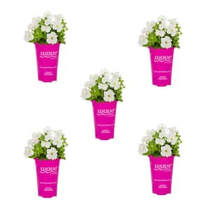 Petunia in Outdoor Plants