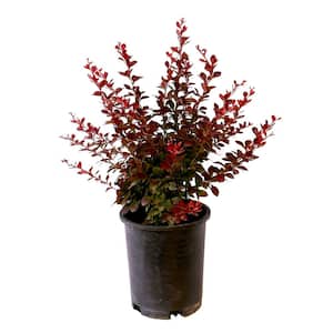 Barberry