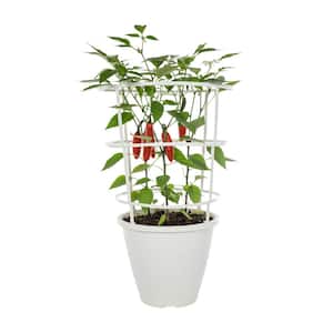 Prepotted