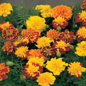 Hardiness Zone: 11 (40 to 50 F)
