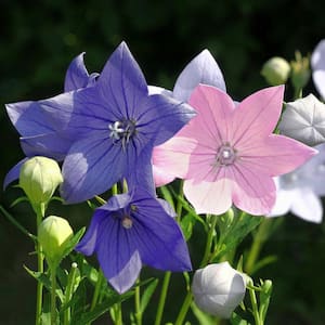 Flowering