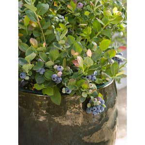 Blueberry Plant in Fruit Plants