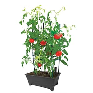 Raised Beds