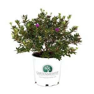 Rhododendron