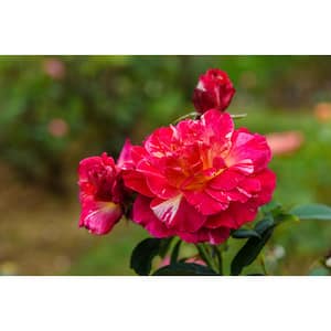 Hardiness Zone: 9 (20 to 30 F)
