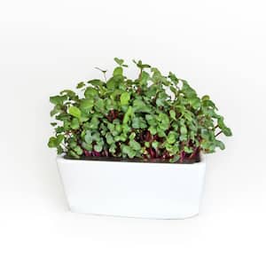 Hydroponic Systems
