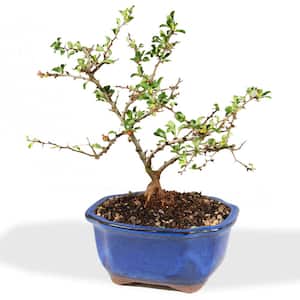 Ornamental Trees