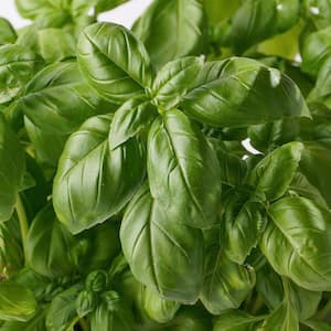 Basil Plant