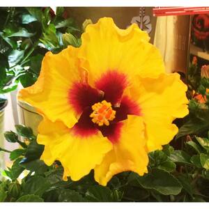 Flowering - Annuals - Garden Flowers - The Home Depot