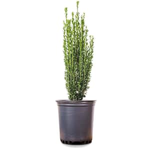 1: Number of plants included (Pack-Size)