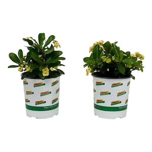 Crown of Thorns Plant