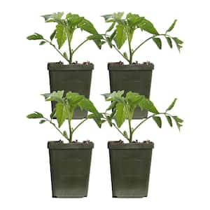 Plants by Post