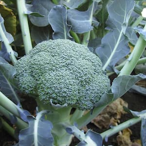Broccoli in Vegetable Plants