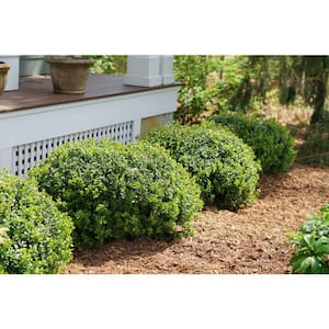 Boxwood