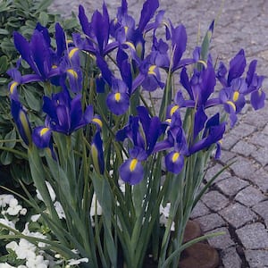 Iris