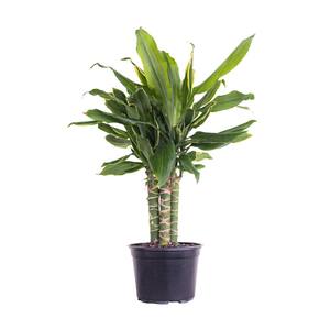 Dracaena - Indoor Plants - Garden Center - The Home Depot