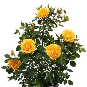 Fragrant