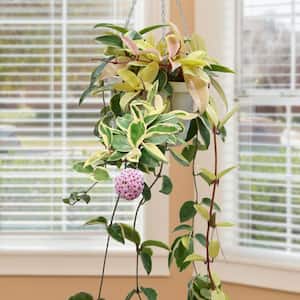 Hoya