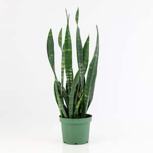 Grower Pot