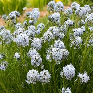 Blue Star Plant