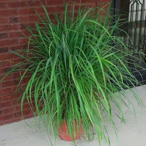 national PLANT NETWORK