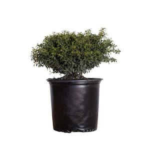 Ground Cover