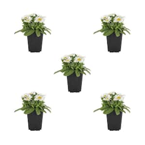 Hardiness Zone: 7 (0 to 10 F)
