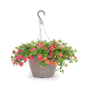 Calibrachoa