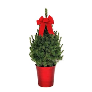 Fresh Christmas Plants