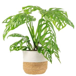 Monstera Plants