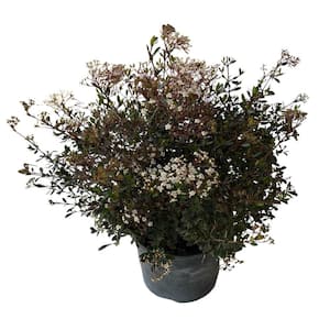 Viburnum