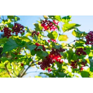 Hardiness Zone: 5 (-20 to -10 F)