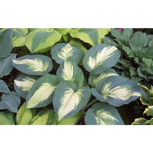 Hosta