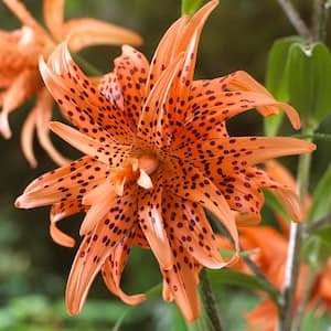 Lily in Flower Bulbs