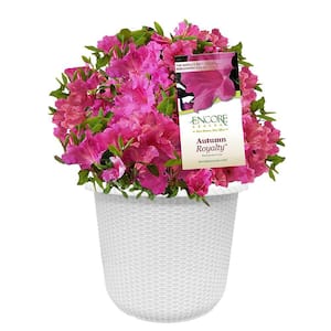 Flowering