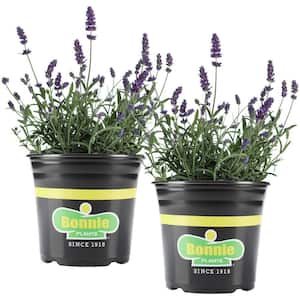 Bonnie Plants