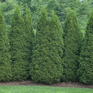 Low Maintenance - Full Sun - Bushes - Outdoor Plants - The Home Depot