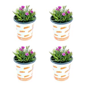 Dianthus