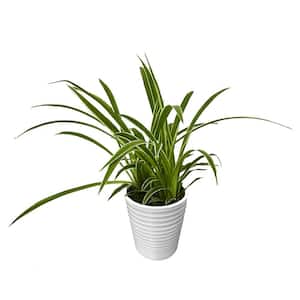 Spider Plant