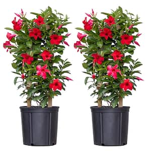 Mandevilla